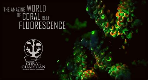 Video The Amazing World Of Coral Reef Fluorescence 3 Part Series And