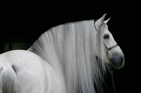 White Andalusian Beautiful Horses Horse Love Horses