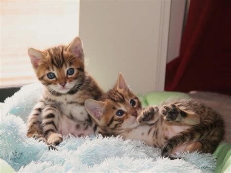 Bengal Cats Cute Cats