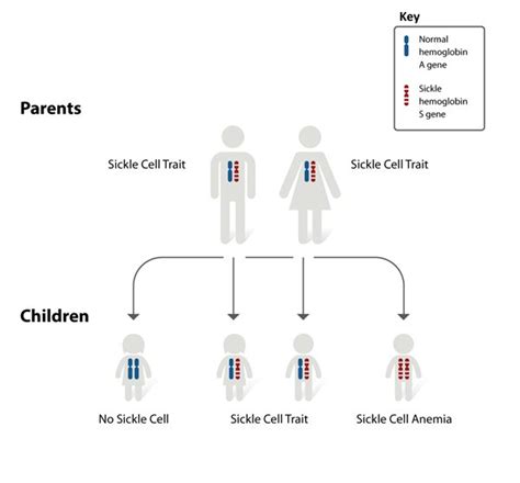 Hemoglobinopathies And Sickle Cell Anemia Nicklaus Childrens Hospital