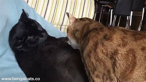 Often, bengal cats have at least a little bit of egyptian mau in their background. Bengal Cat Grooming Black Cat - YouTube