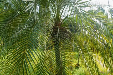 Types Of Palm Trees