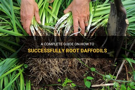 A Complete Guide On How To Successfully Root Daffodils Shuncy