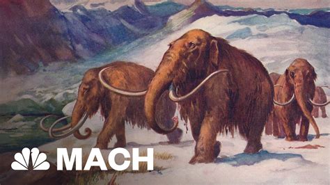 Scientist Tries To Bring The Woolly Mammoth Back From The Dead Mach