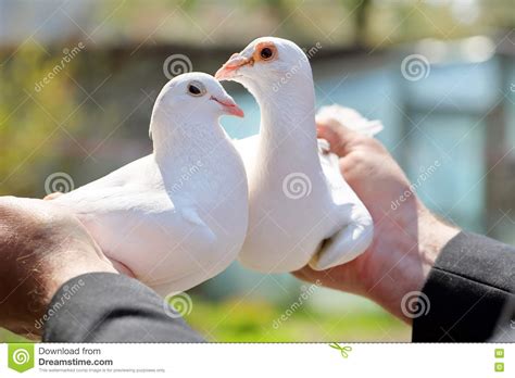 Two White Pigeons In The Hands Of Breeders Stock Photo Image Of
