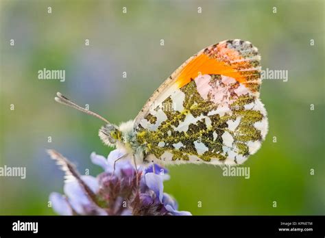 Male Orange Tip Butterfly Resting On Forget Me Not Flowers Stock Photo