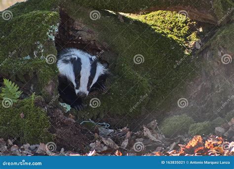 Badger In Its Burrow Stock Image Image Of Mammal Travel 163835021