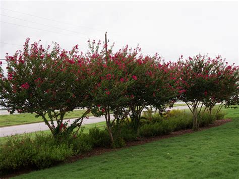 Flowering Trees Landscape Designs And Pictures Dallas Tx Treeland