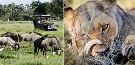 Where To Stay In The Okavango Land Vs Water Based Camps