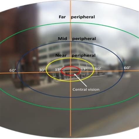 Human field of view (FOV) for both eyes showing different levels of