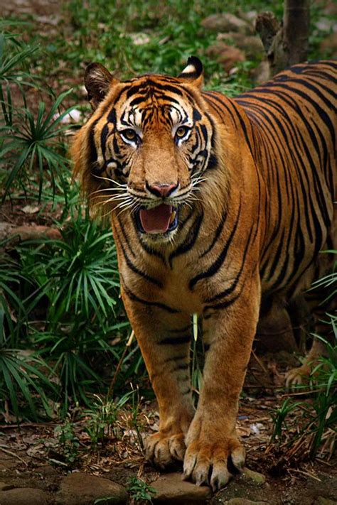 The Sumatran Tiger Panthera Tigris Sumatrae Is A Rare Tiger