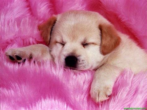 Puppy In Pink Baby Dogs Pet Dogs Dog Cat Pets Doggies Baby Puppies