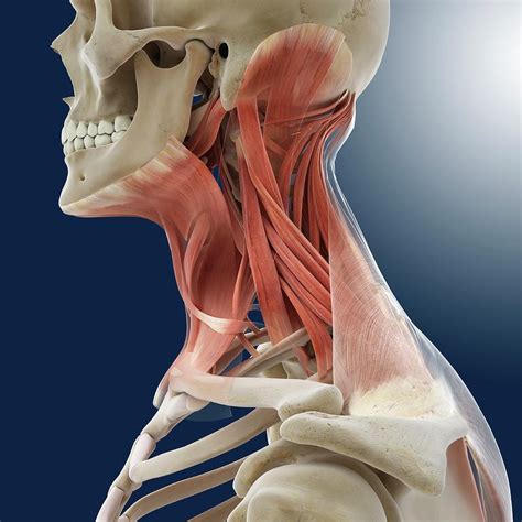 This is a table of skeletal muscles of the human anatomy. Neck Muscles Photograph by Springer Medizin/science Photo Library