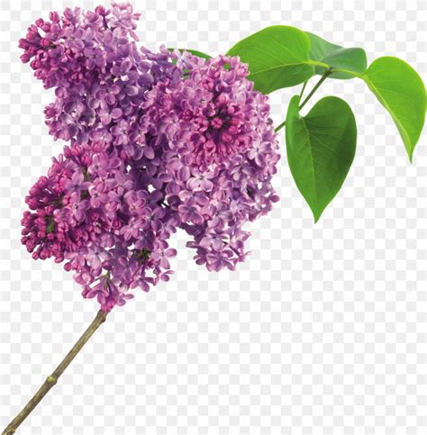 Lilac Flower Purple Clip Art Png 2857x2917px Lilac Branch Color