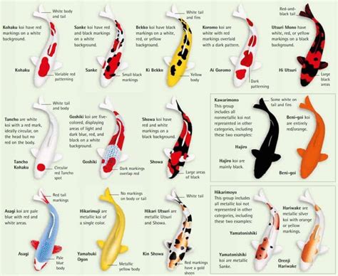 Koi Types Varieties Colors Feeding Nutrition And Growth