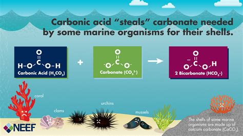 understanding the science of ocean and coastal acidification ocean and coastal acidification