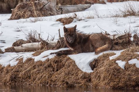 Lamar River Wolf Yellowstone Wyoming Jess Lee Photography
