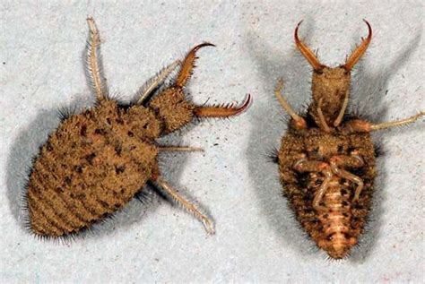 Antlion Insect
