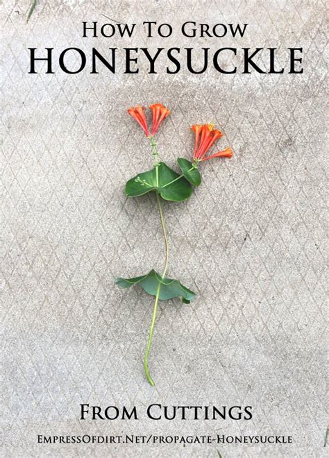 Growing plants from cuttings can be a lot of fun. How to Grow Honeysuckle Vine from Cuttings | Empress of Dirt