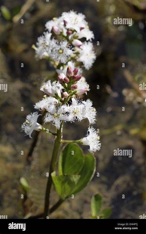 Menyanthes Trifoliata Marsh Trefoil Bog Bean Stock Photo Alamy