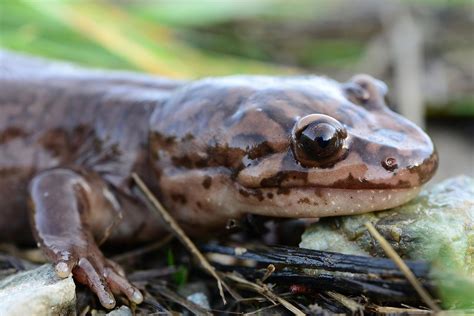 What Is The Idaho State Amphibian Worldatlas