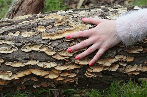 Bracket Fungus On Willow Latvian Tree Girl Outdoors Stock Photo