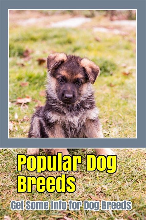 Having a pet can be extremely rewarding but also overwhelming! 5 Dog Breeds That Are Widely Renowned Around The Globe ...