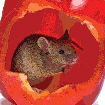 All termite treatment chemicals must be used according to the instructions and adhering to all safety measures. What's the best way for do-it-yourself pest control? - Quora