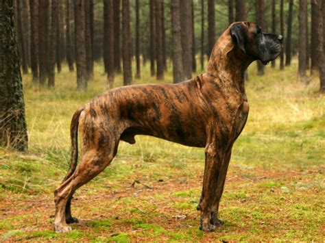 Top 10 Strongest Dogs | HubPages