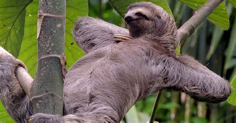 10 Sloths Who Are Thinking About Sex Right Now Playbuzz