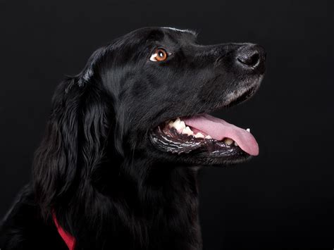 Our two dogs have gotten superior care and attention from bah and feel we have found the right group of animal care professionals at bah. Vet Near Me Houma, LA 70364 - Best Friends Animal Hospital