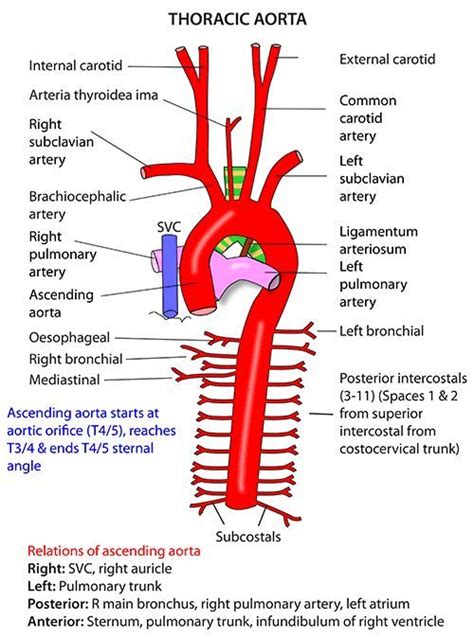 Thorax Vessels Arteries Ascending Aorta Medical Anatomy