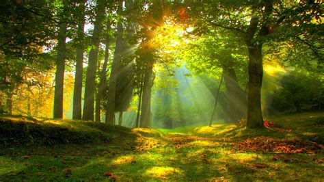 Sunlight In The Forest Wallpaper And Background Image 1600x900 Id