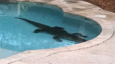 Huge Gator Removed From Florida Swimming Pool