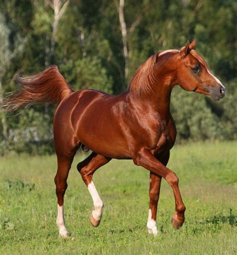 They are found in the various shades of chestnut, bay and gray with an occasional black or brown and very rarely pure white. Gorgeous, chestnut Arabian horse. ##beautifulhorses # ...