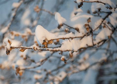 200 Free Winter Wonderland And Snow Images Pixabay