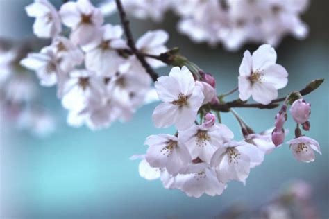 Cherry Blossom Season In Japan The Love Of The Ephemeral