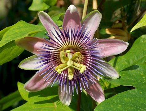 Fleur De Passion Exotique · Photo Gratuite Sur Pixabay