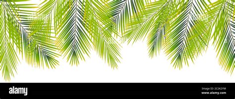 Border Of Palms Branches On Isolated On White Background Realistic