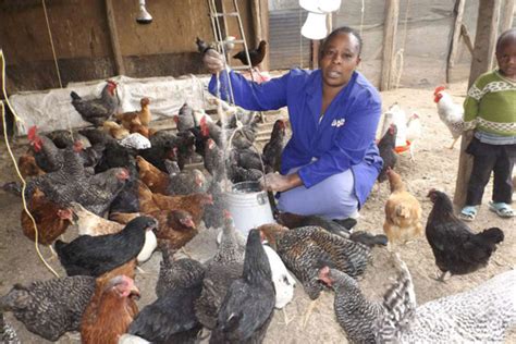 Diary Of A Poultry Farmer Feeding Regime For Chicks Important Nation
