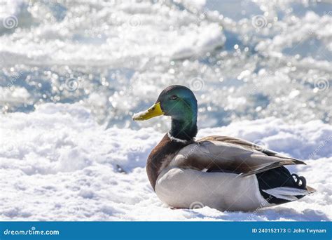 Mallard Duck Rests On The Snow In The Sun Stock Image Image Of Park