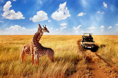 Group Of Wild Giraffes In African Savannah Against Blue Sky With Clouds