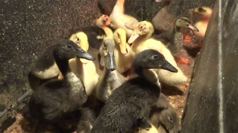5 Different Breeds Of Baby Ducks Youtube