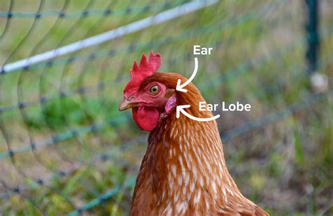 Hen Anatomy Did You Know Hens Have Ears British Hen Welfare Trust