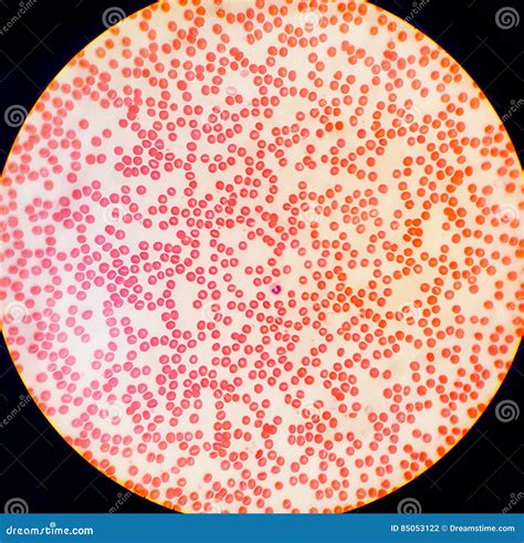 Human Blood Cell Under Microscope