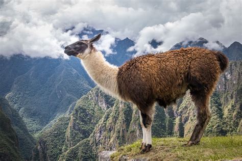 12 Fascinating Animals to See on South America Vacations | Goway