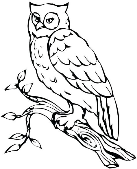 snowy owl drawing    clipartmag
