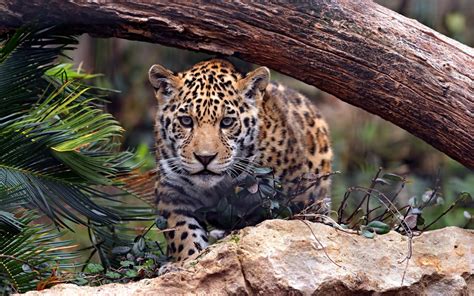 Leopard Awesome High Quality Hd Wallpapers All Hd