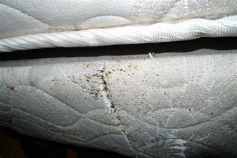 Bed Bug Reports Up In Chicago Wbez