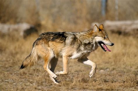 Mexican Gray Wolf Numbers Rose To Just Under 200 Last Year Center For